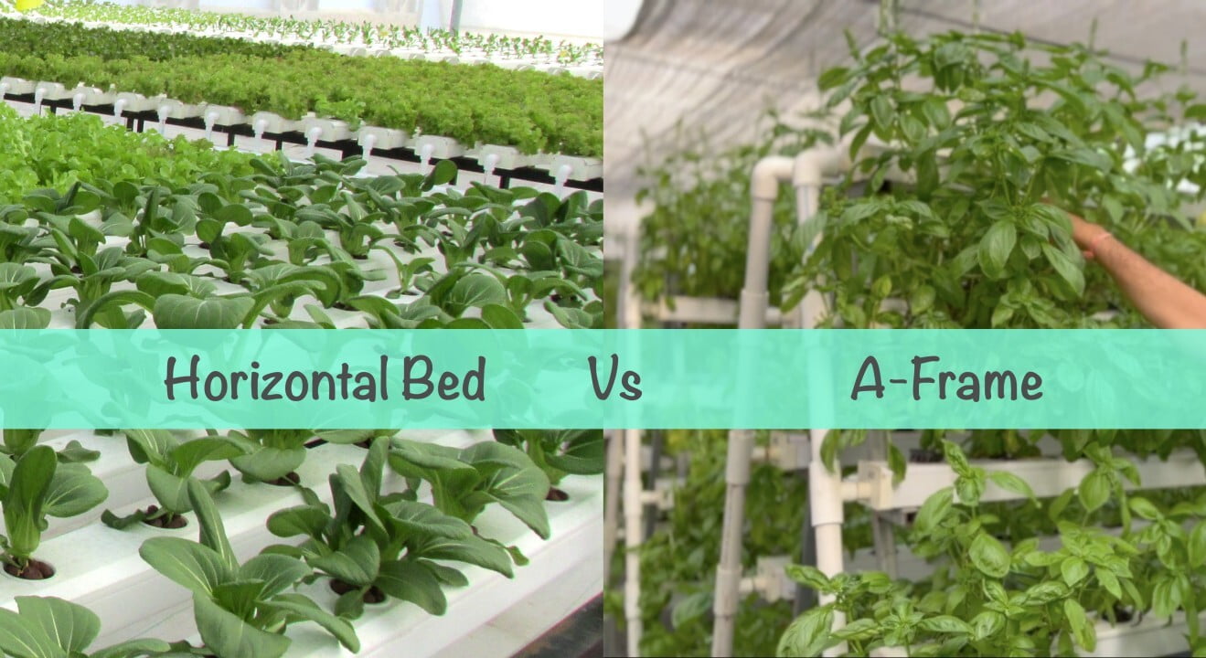 Comparing Two NFT Hydroponic Technologies, Horizontal Beds and Vertical A-Frames.